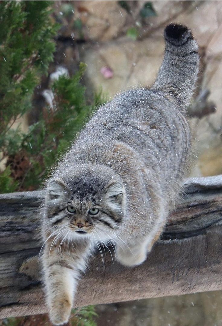735x1077 Warrior Cat OC. Manul cat wallpaper, Pallas cat wild animal, Beautiful pallas cat