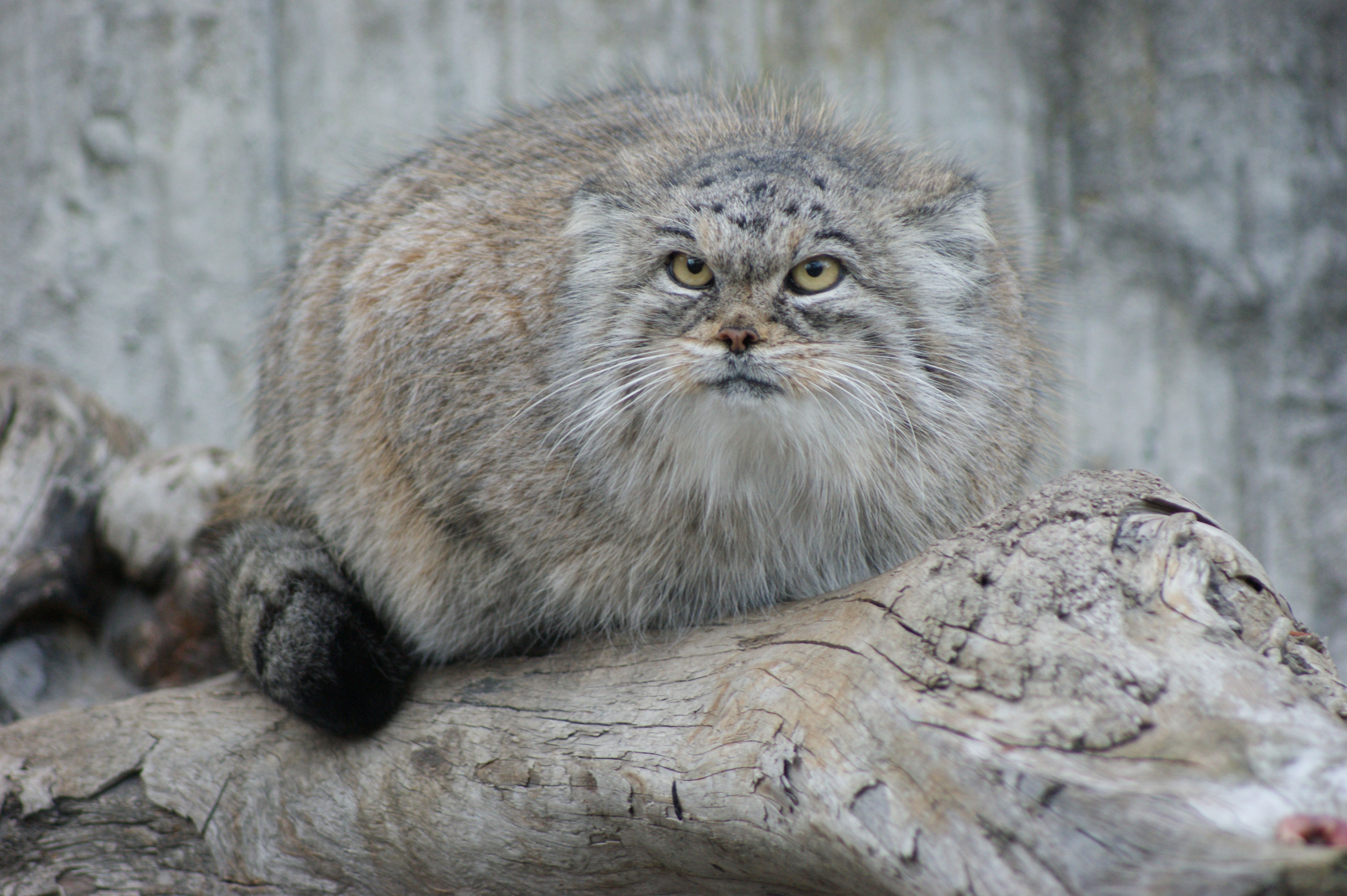 4592x3056 Manul