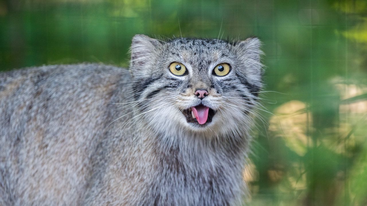 1280x720 Wallpaper manul, protruding tongue, wild cat, wildlife hd, picture, image