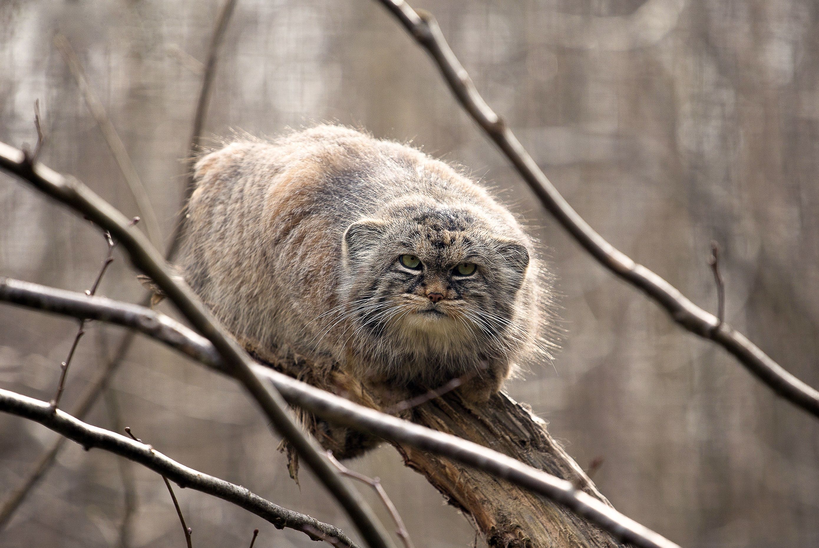 2780x1861 Wallpaper look, on the tree, manul, manul, the Pallas cat for mobile and desktop, section кошки, resolution 2780x1861