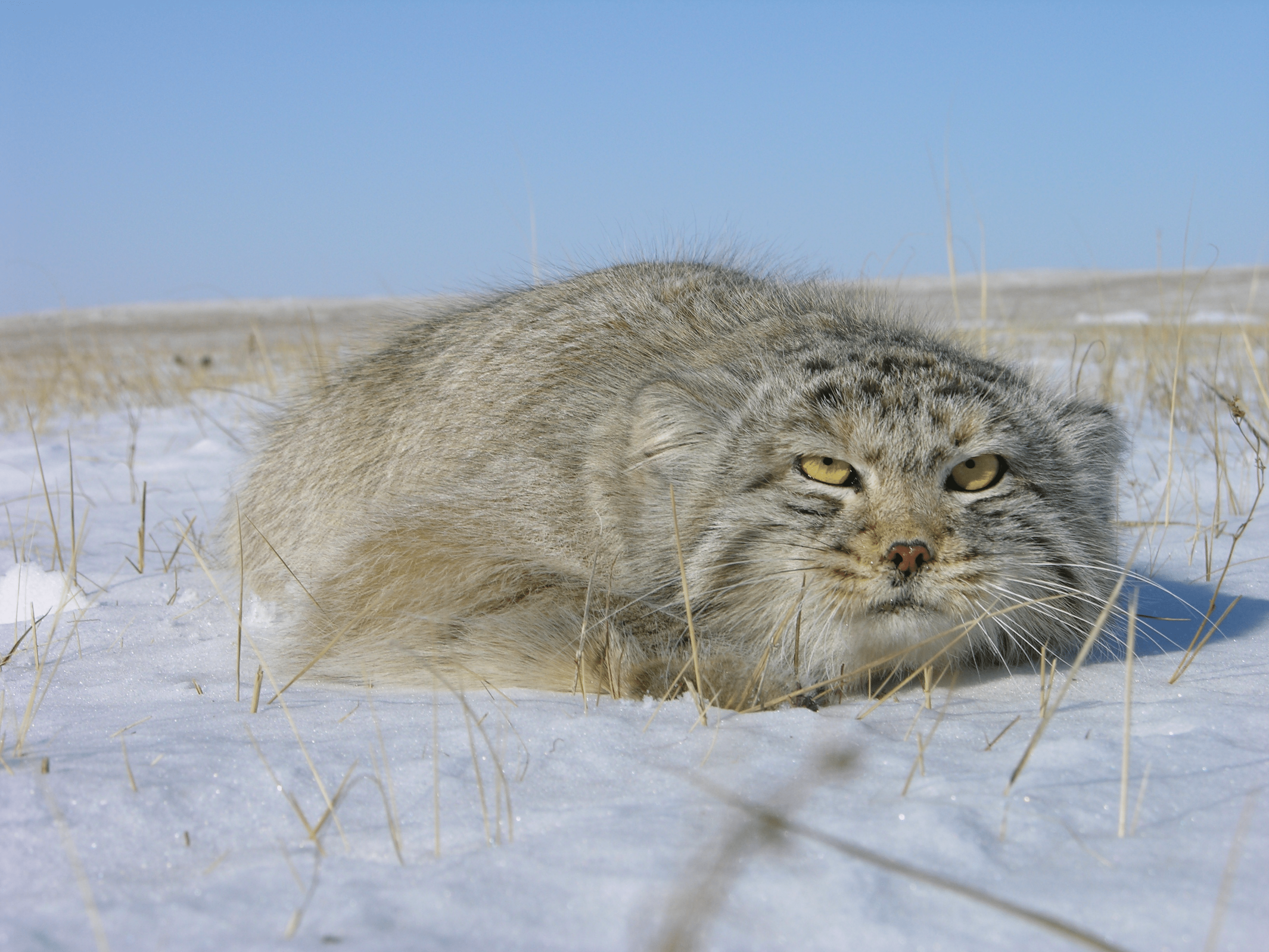 3264x2448 Adopt a Camera for the Pallas's “Grumpy” Cat