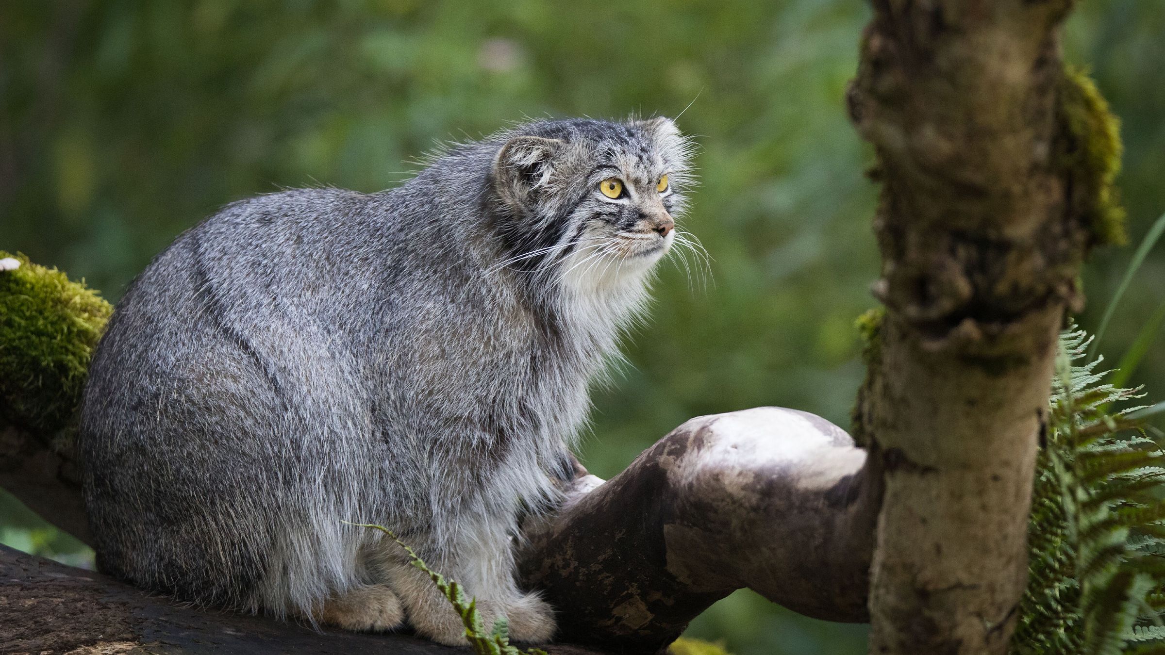 2400x1350 Manul, the 'grumpiest cat, ' confirmed on the world's highest mountain