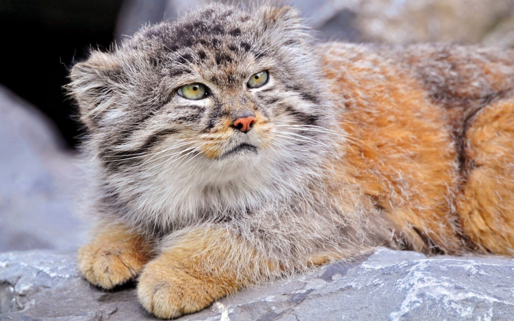1680x1050 Wild Cat Manul In The