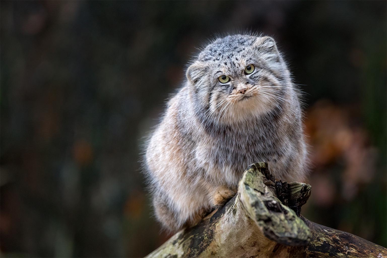 1536x1024 The Presence Of The Manul, A Cold Adapted Wild Cat The Size Of A Domestic Cat, Has Been Confirmed On The Slopes Of The World's Highest Mountain. The Confirmation By DNA Testing Of