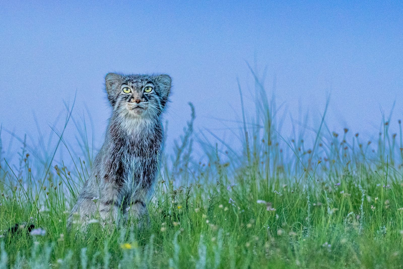1600x1067 Manul of Mongolia Photo Tour. Cat Expeditions. Ethical Wild Cat Photo Tours