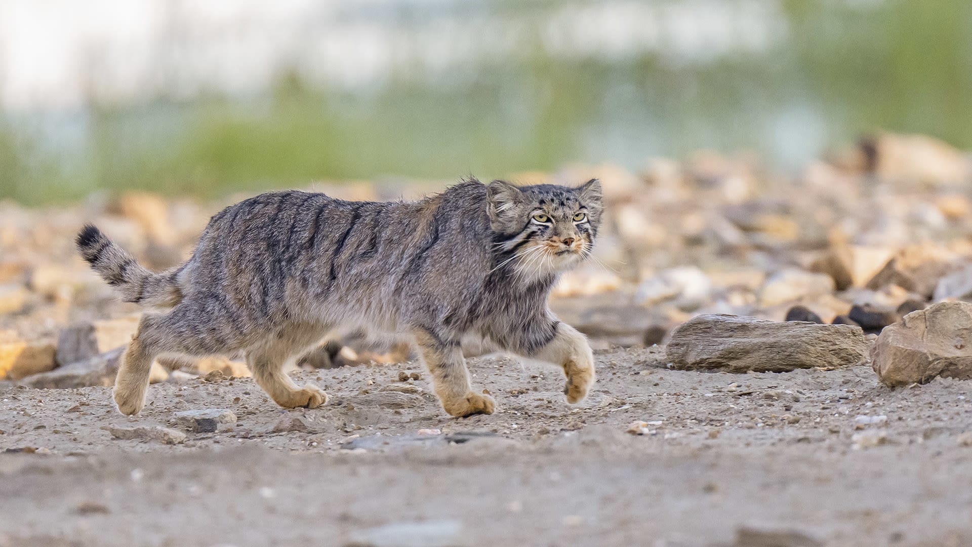 1920x1080 Evidence of Manul's Presence Found on Mount Everest