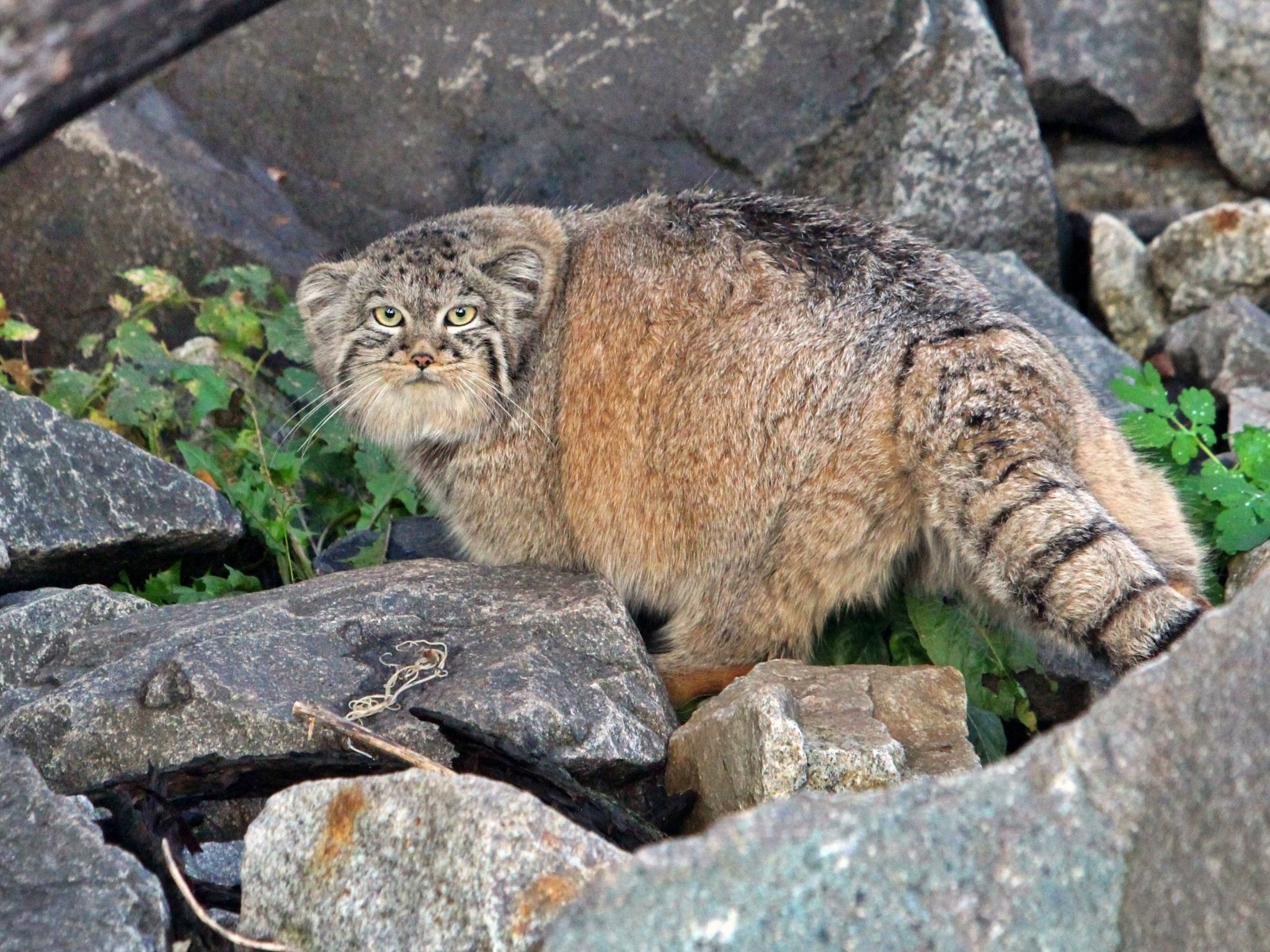 2048x1536 Manul grumpy cat