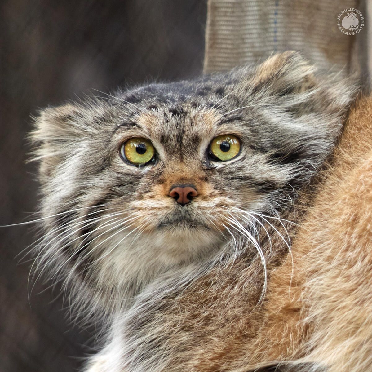 1200x1200 Lastochka the Pallas's cat • Manulization's Cats