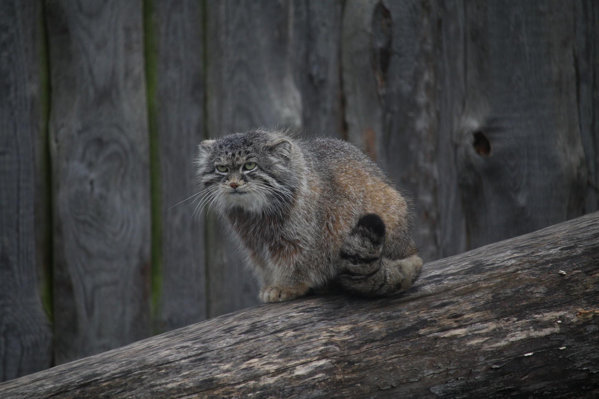 1920x1280 Planned a citytrip to Berlin to find a manul. Found two