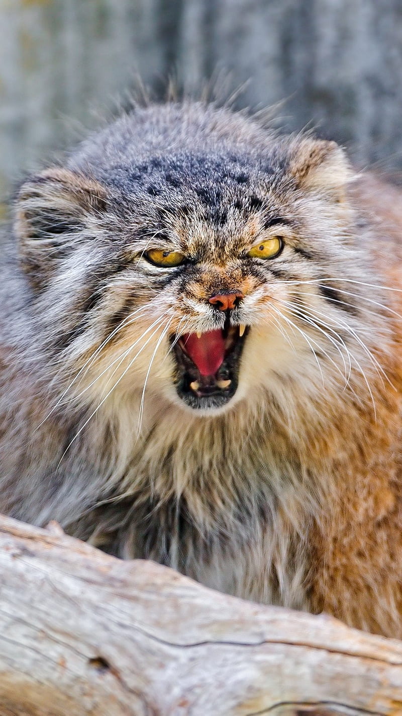 800x1422 Manual Muzzle, cat, aggression, manul, wild, animal, angry, manual muzzle, HD phone wallpaper
