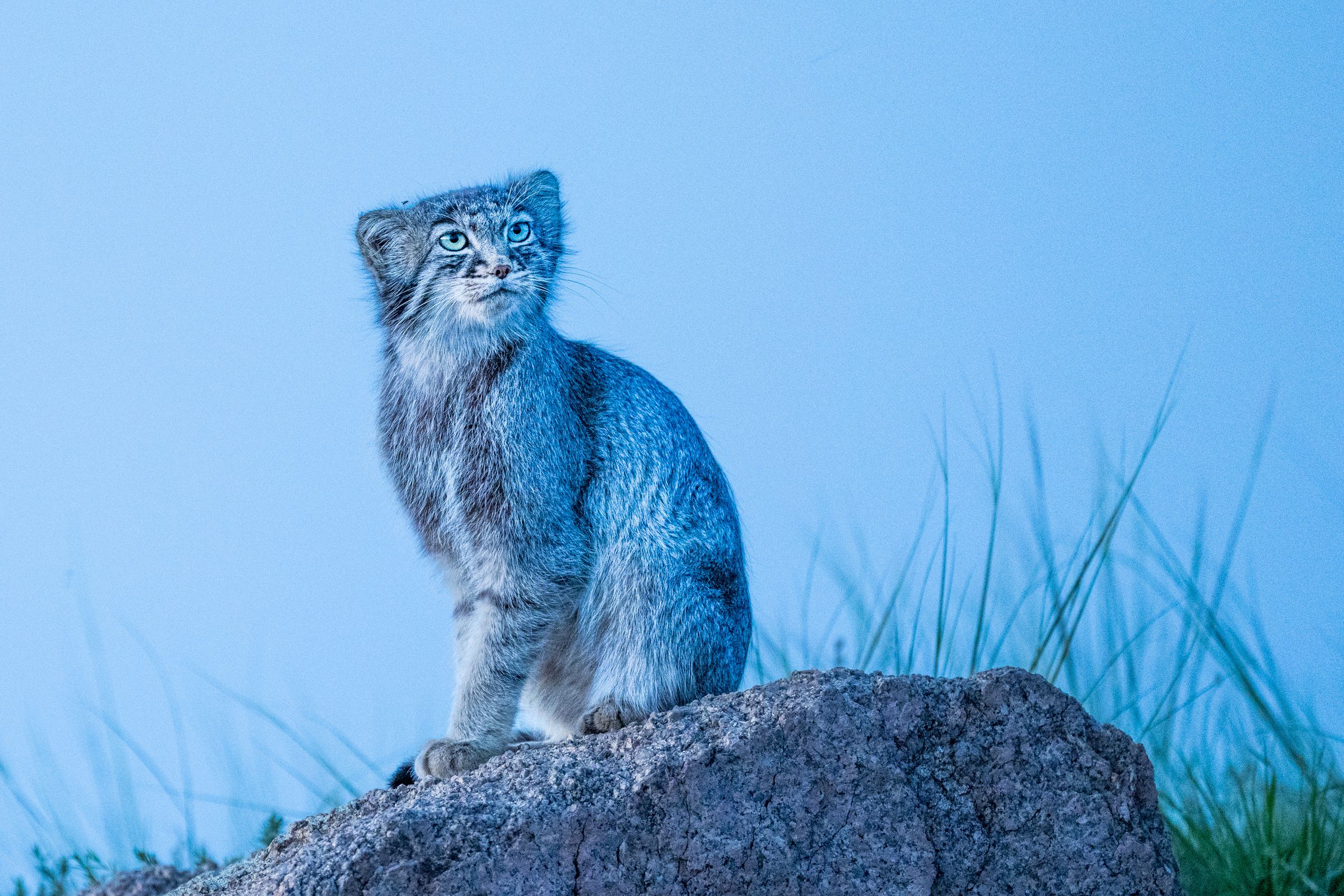 2400x1600 Manul (Pallas's cat) in Mongolia 2022