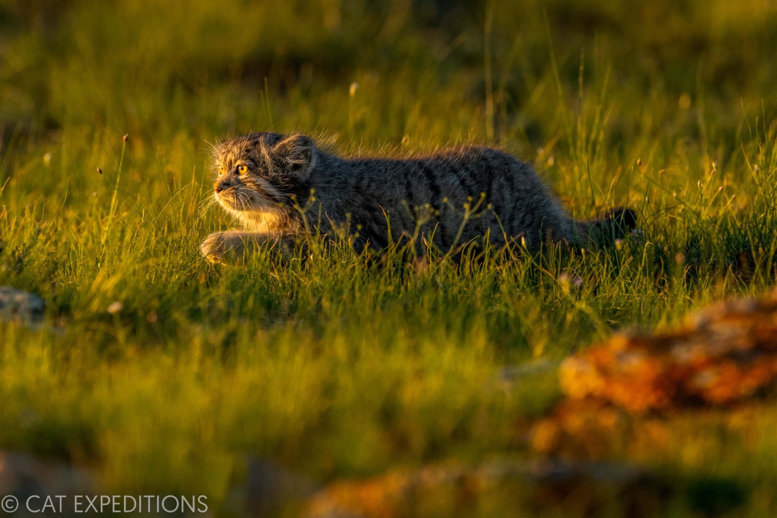 2560x1707 Manul of Mongolia Photo Tour 2022 Trip Report. Cat Expeditions. Ethical Wild Cat Photo Tours