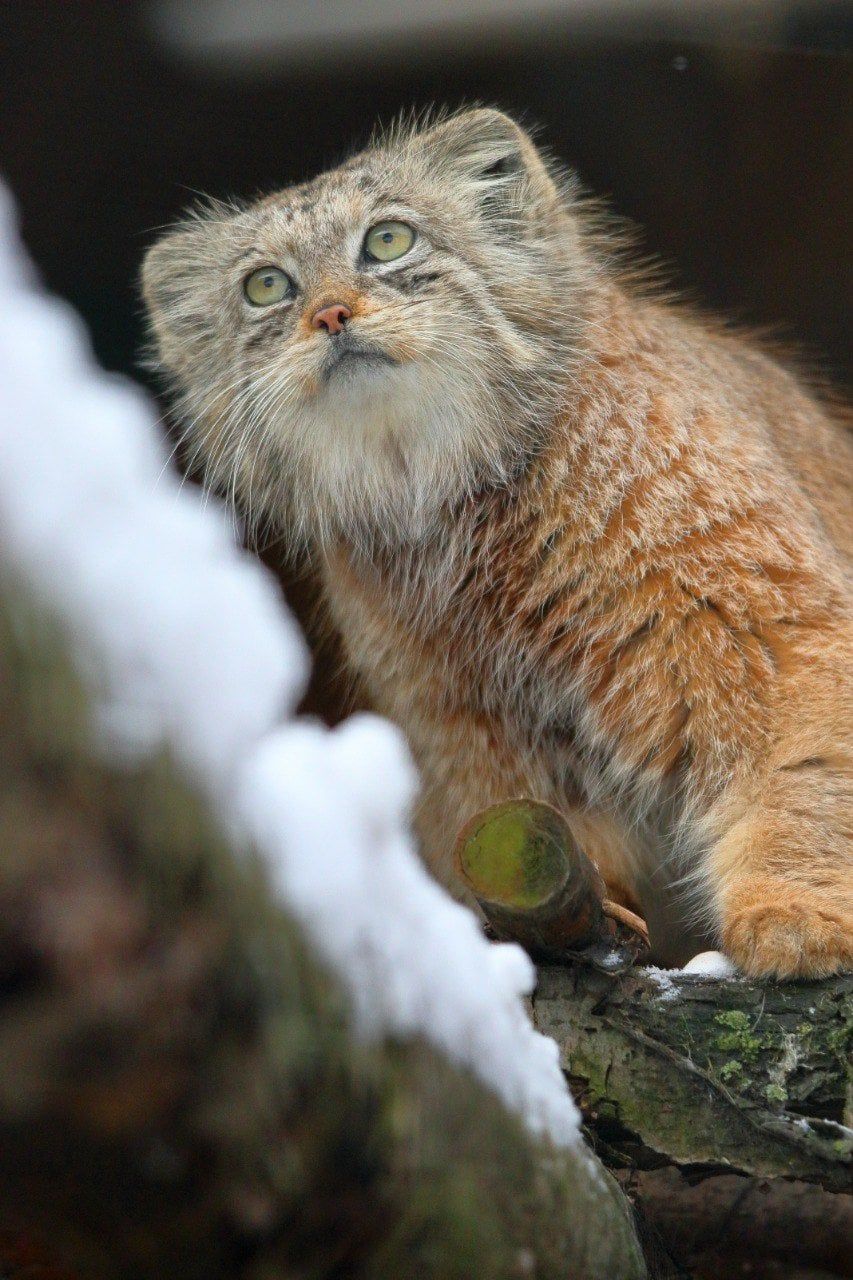 853x1280 cinnamon manul