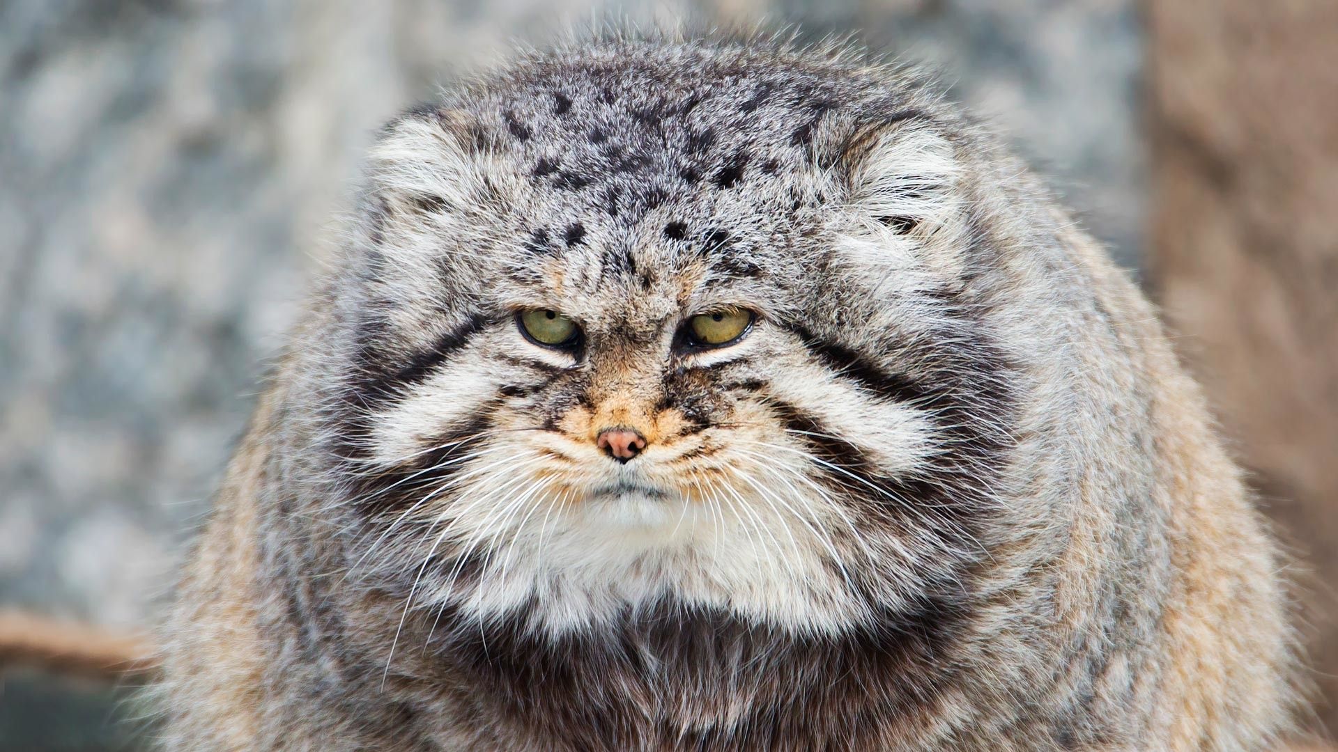 1920x1080 facts about the manul, the GRUMPIEST wild cat in Russia