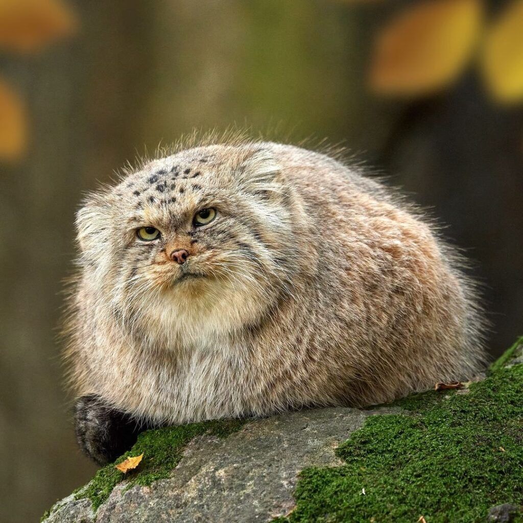 1024x1024 LIBERTY INFINITY manul Archives