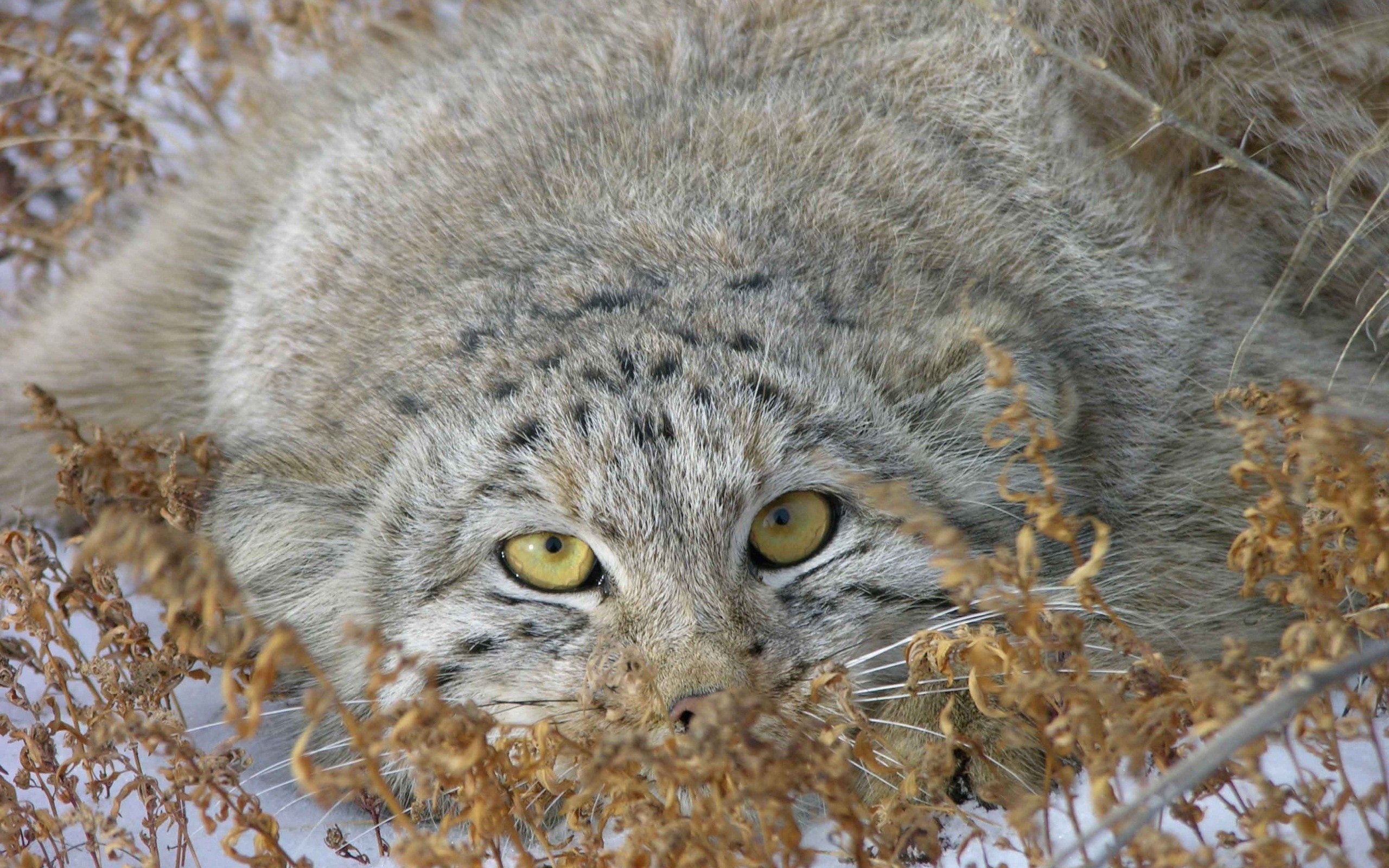2560x1600 Phone wallpaper: Manul, Grass, Animals, Muzzle, Pallas' Cat, Peek Out, Look Out 122399