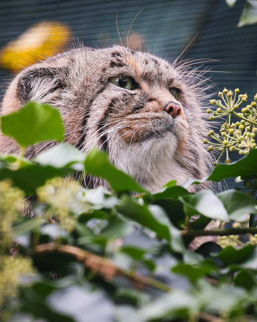 1024x1280 Manul is hiding