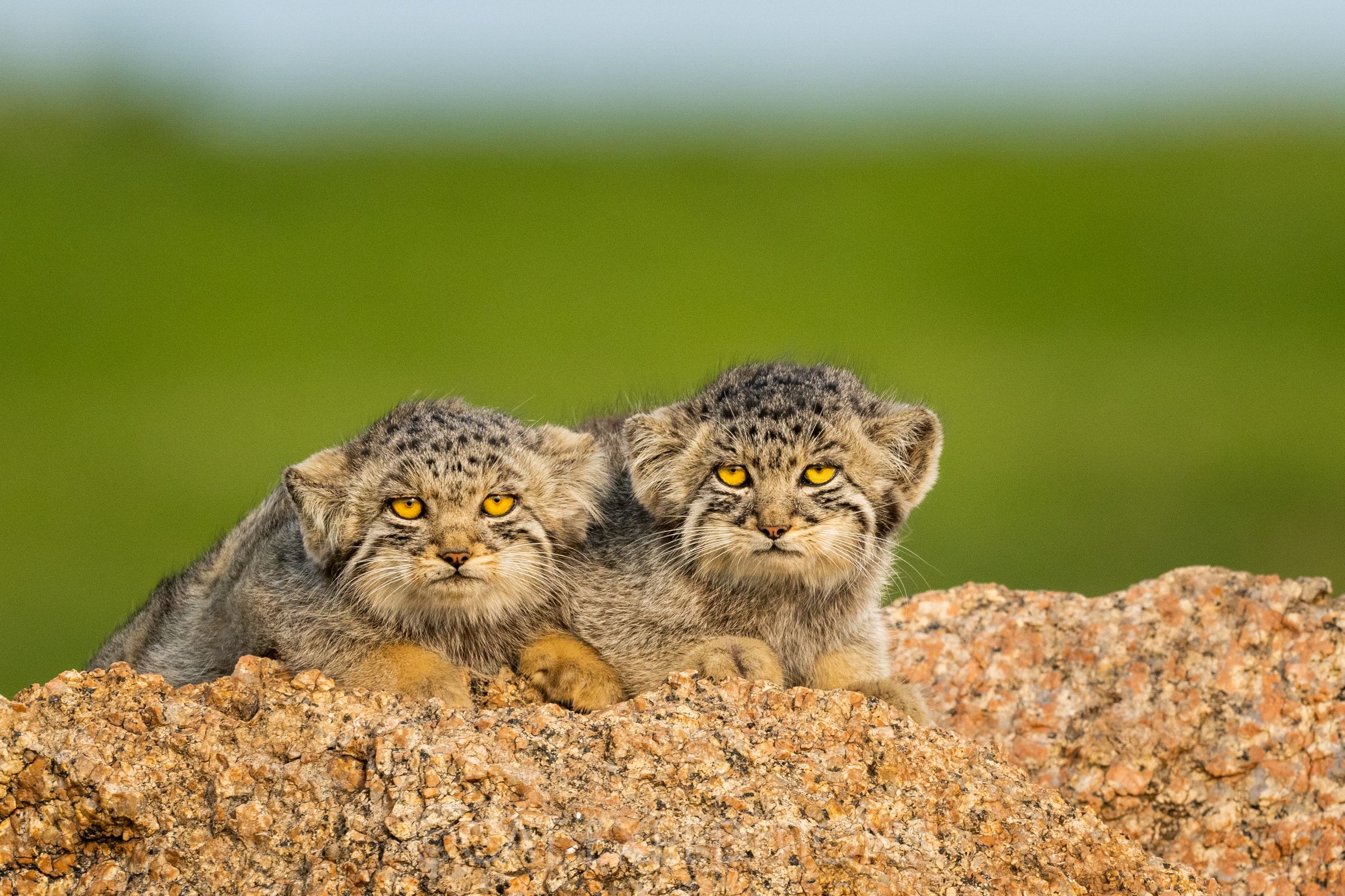 2400x1600 Manul (Pallas's cat) of Mongolia Tour 2023