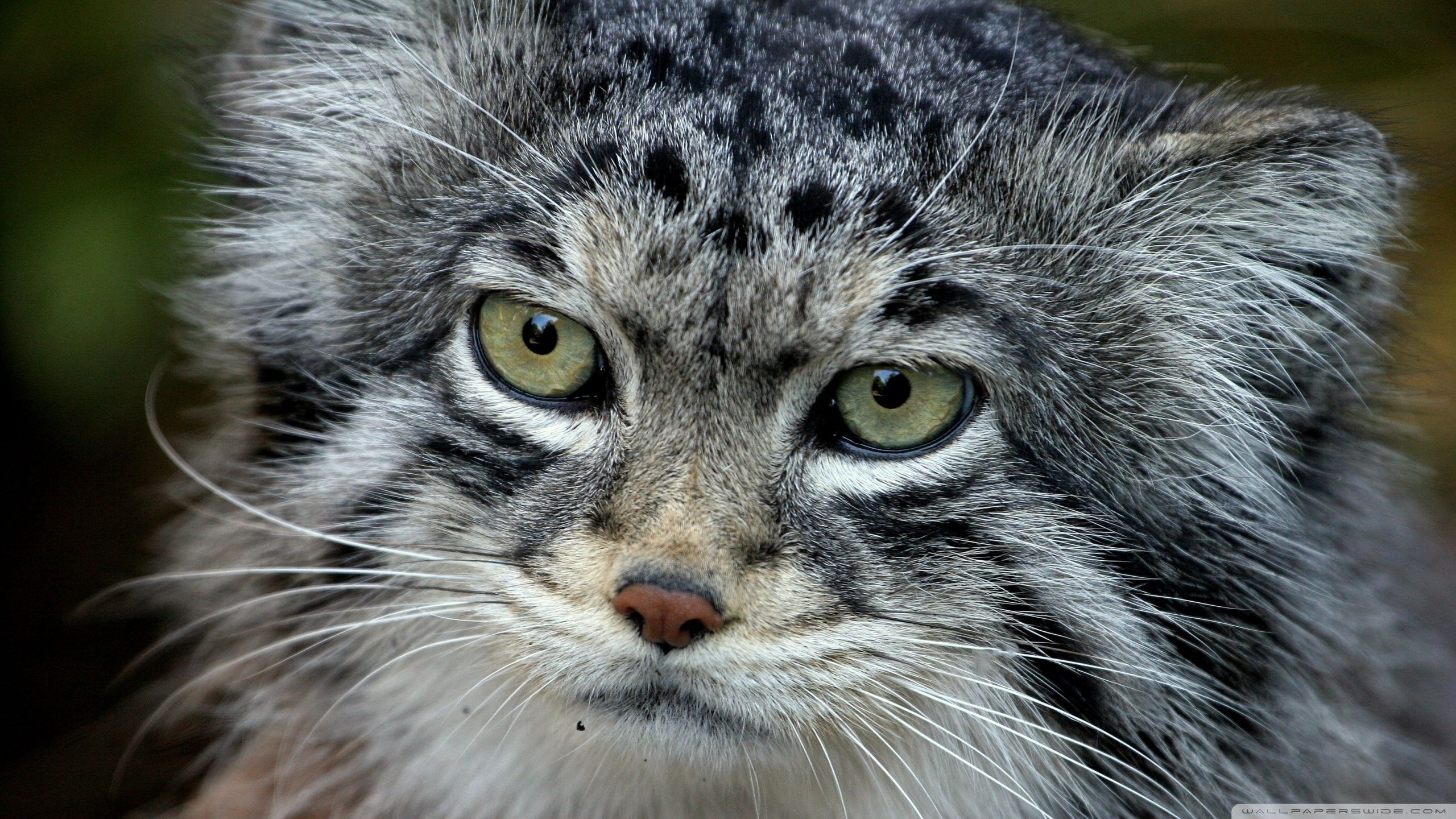 2560x1440 Manul Cat 4K UHD Wallpaper for UltraHD Desktop and TV : Smartphone and Tablet Devices