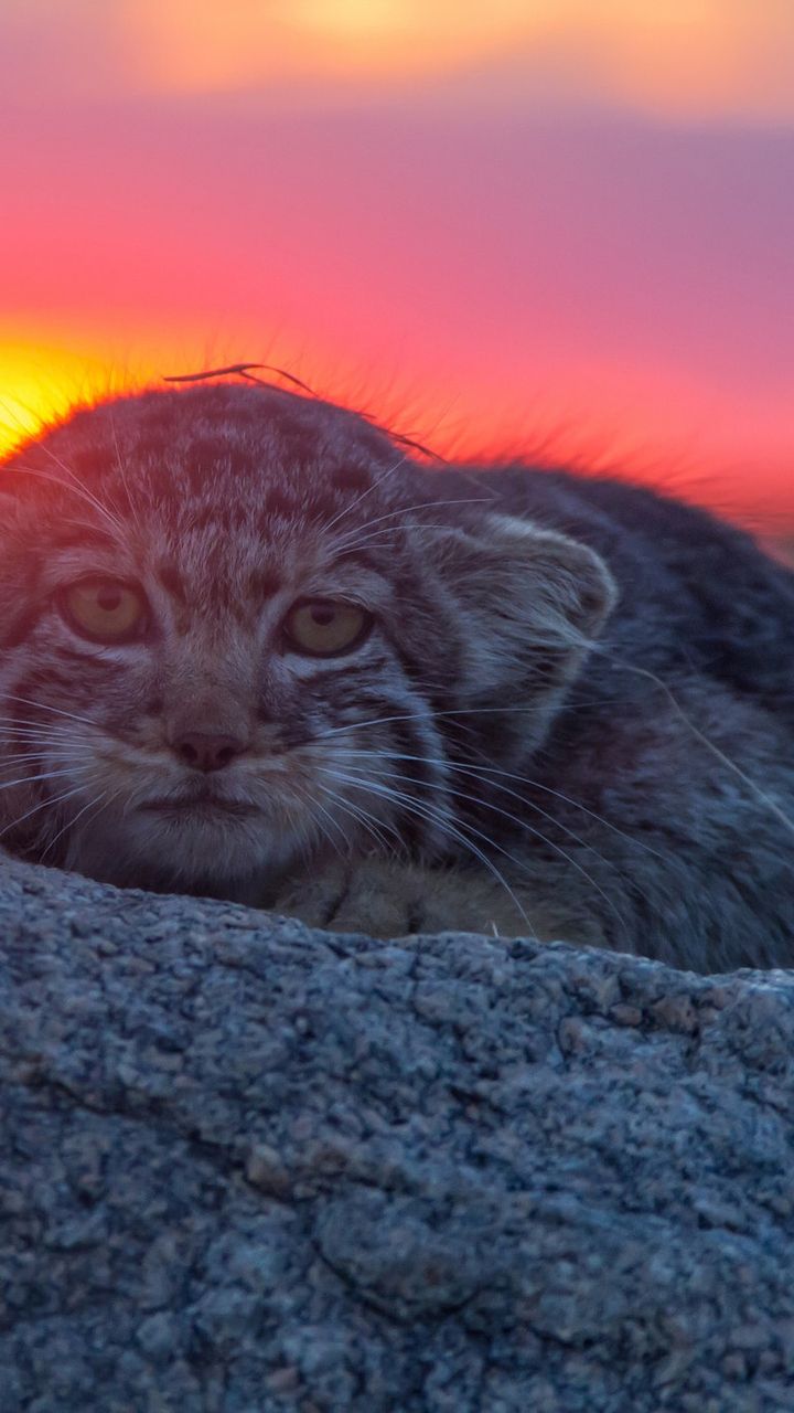 720x1280 Download Manul, Wild cat, Sunset, Stone, Sight, Zabaykalsky Krai, Manul cat Wallpaper in 720x1280 Resolution