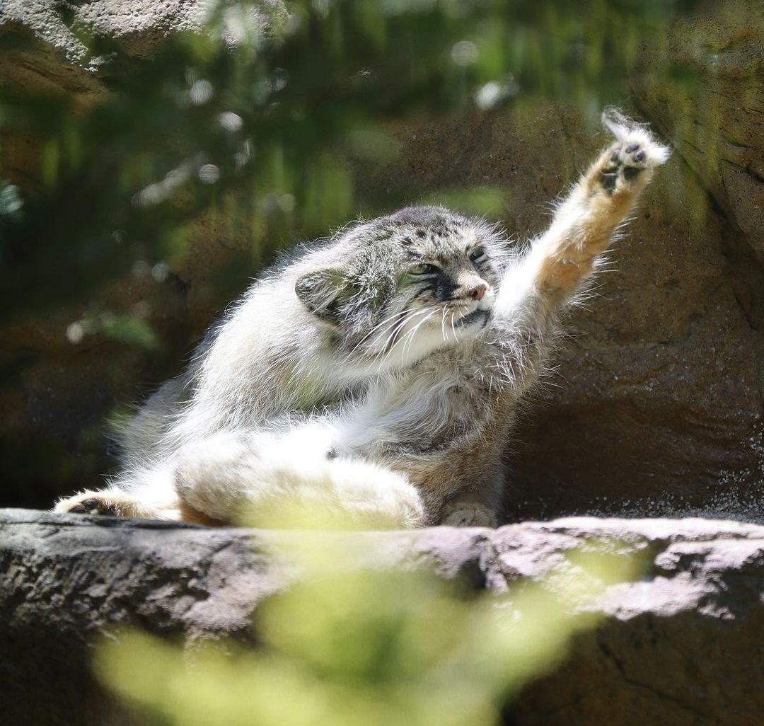 1080x1026 Daily Manul / Posts / X