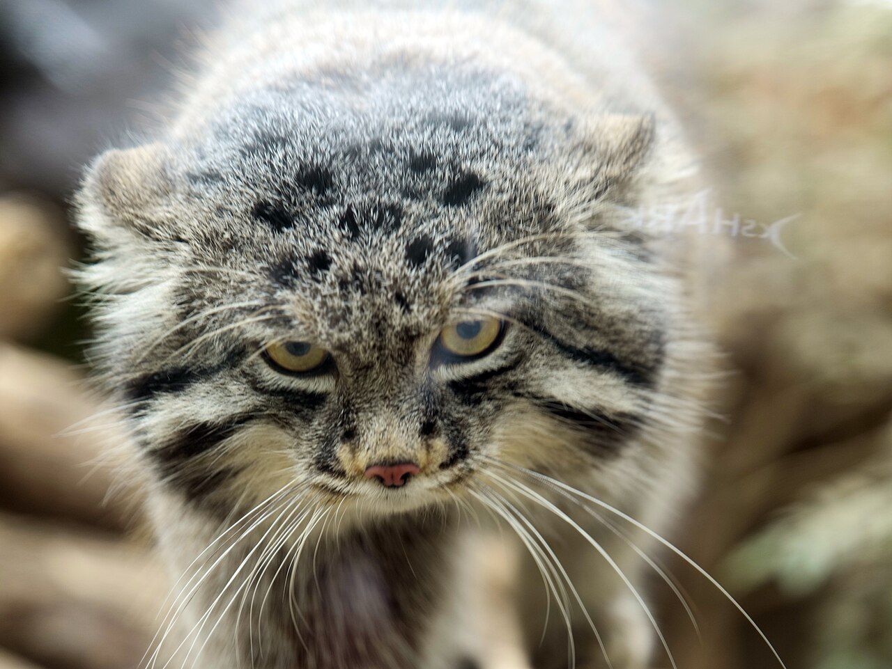 1280x961 Otocolobus manul ( Felis manul) Kobe Animal Kingdom hdsr S5