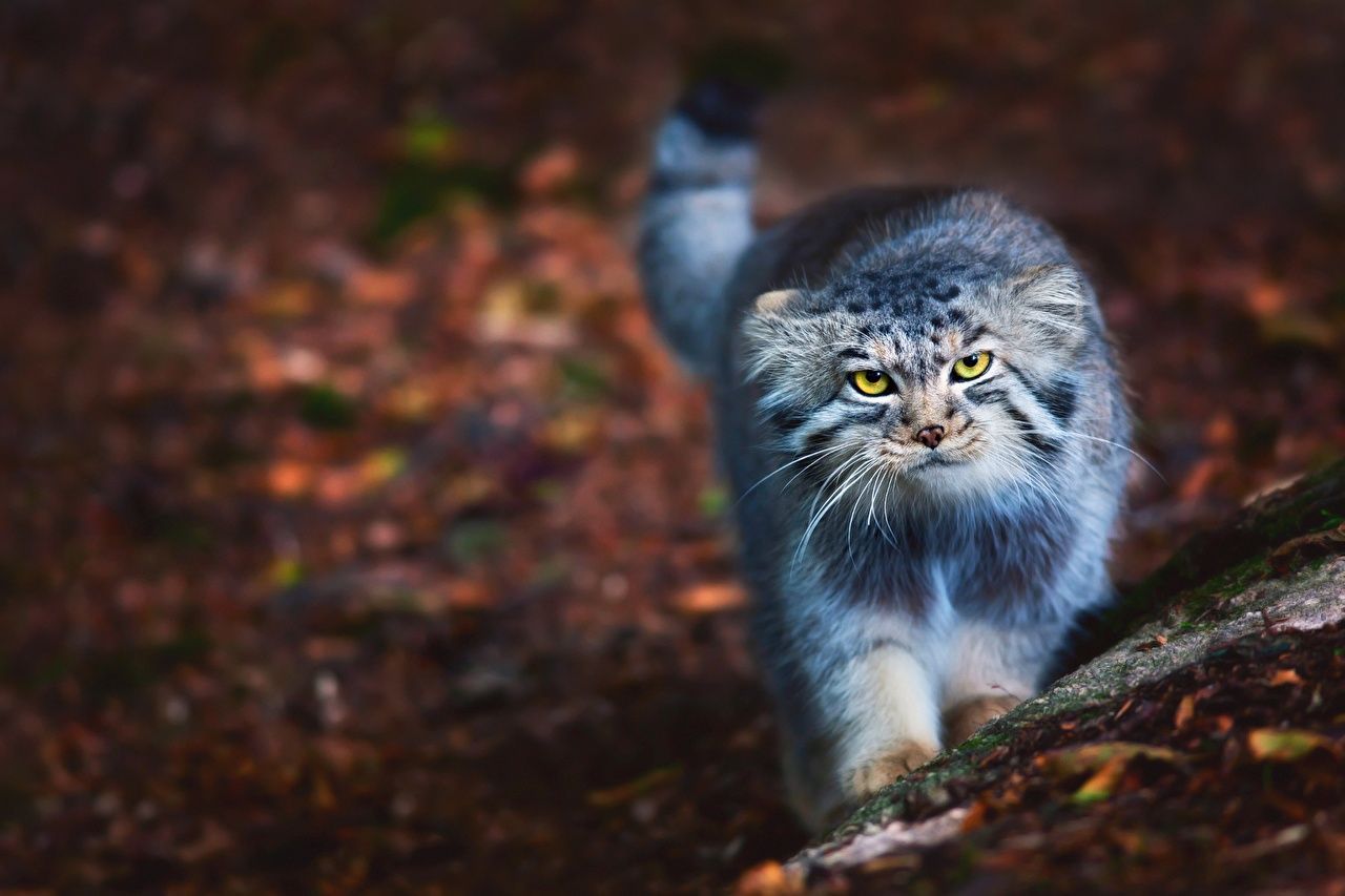 1280x853 Pallas's Cats Wallpaper