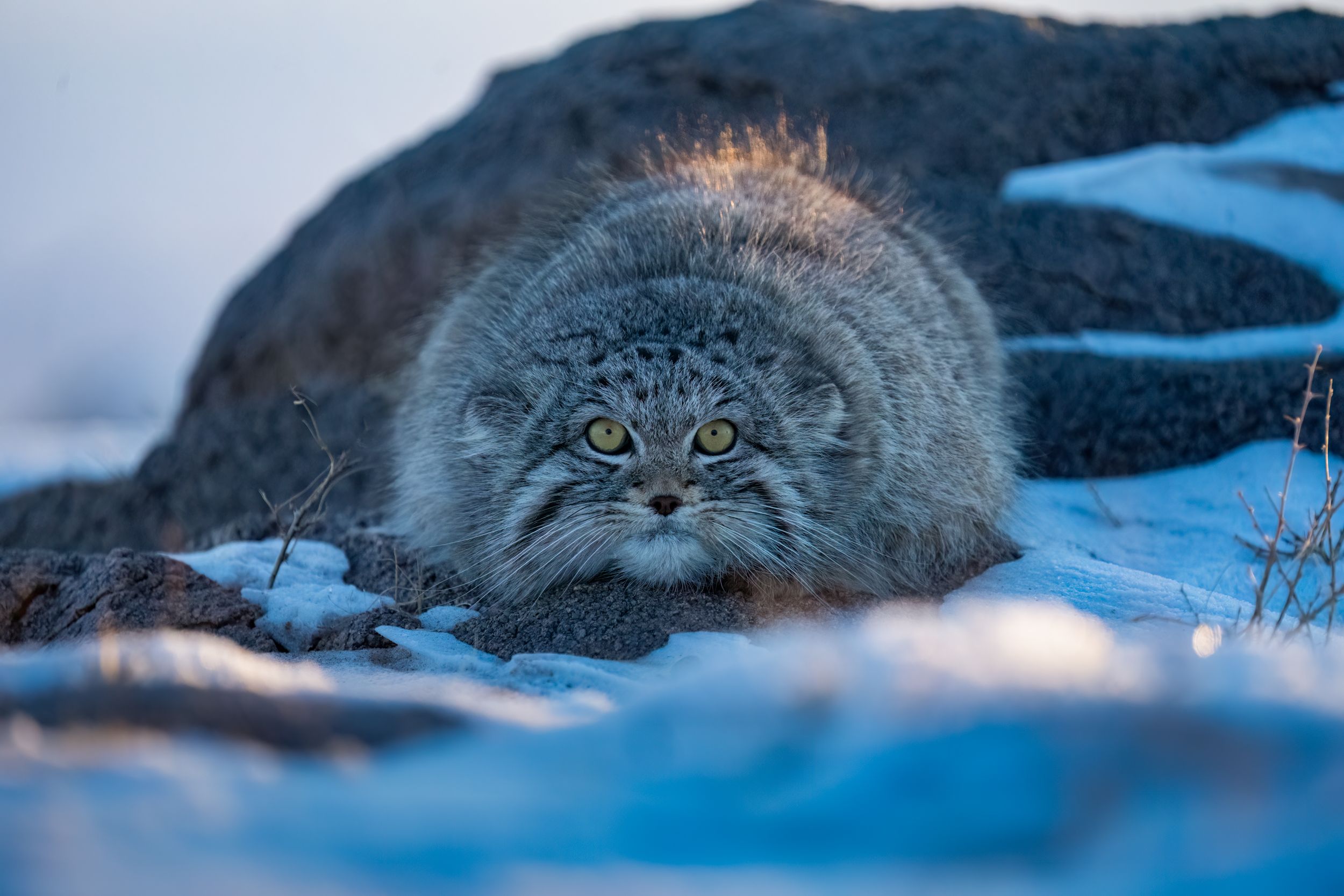 2500x1667 Capturing the Elusive Pallas's Cat: A Photography Expedition in Mongolia