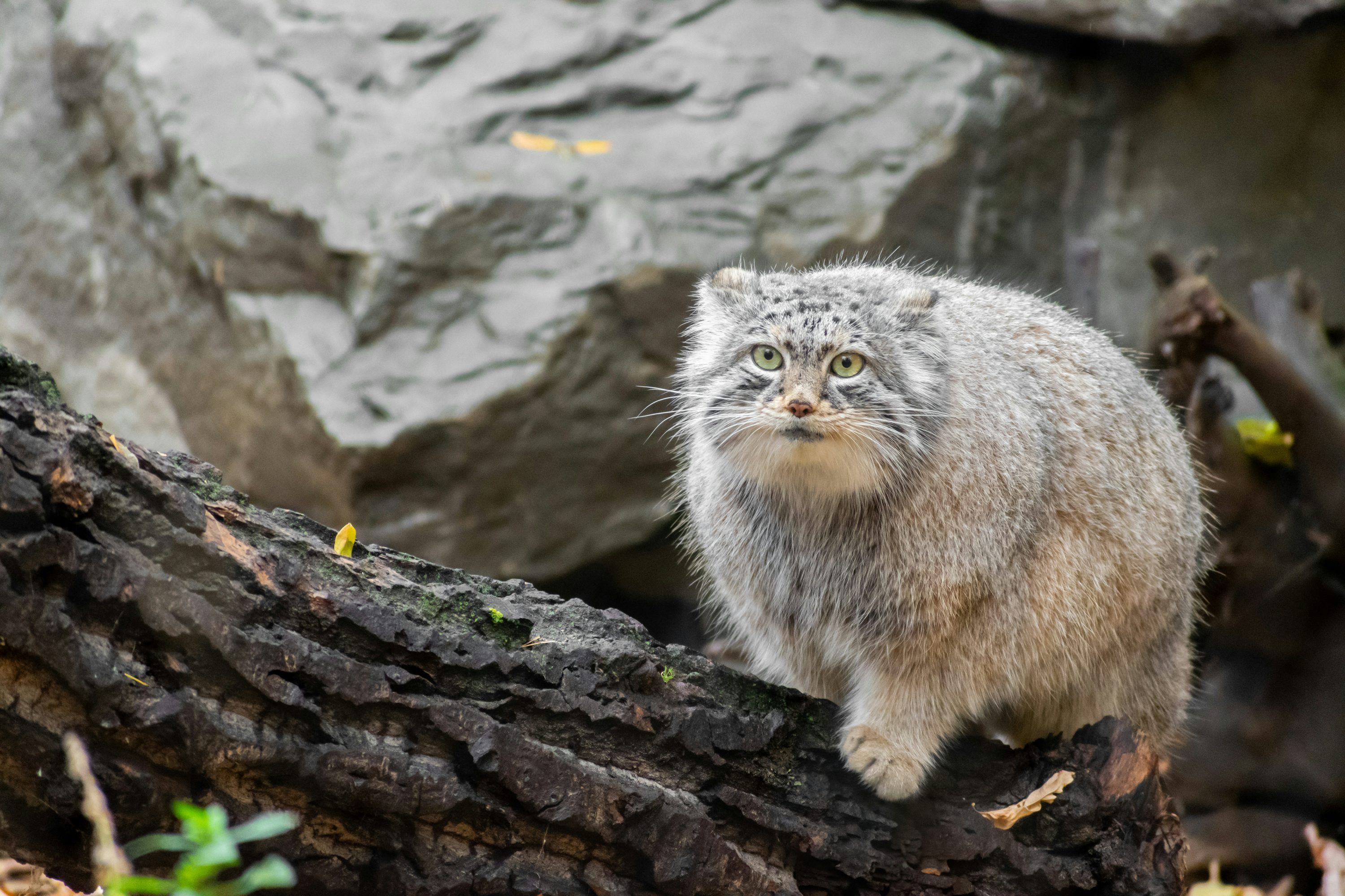 3000x2000 image de Manul. Téléchargez des image gratuites sur