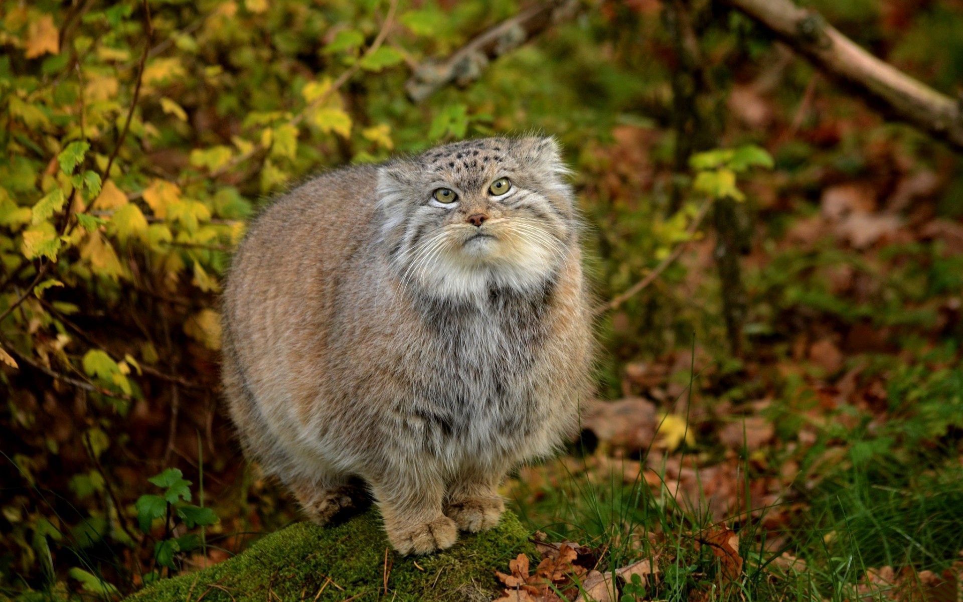 1920x1200 Desktop wallpaper: Pallas' Cat, Animals, Grass, Leaves, Forest, Fluffy, Manul 4K free download for PC. 60088