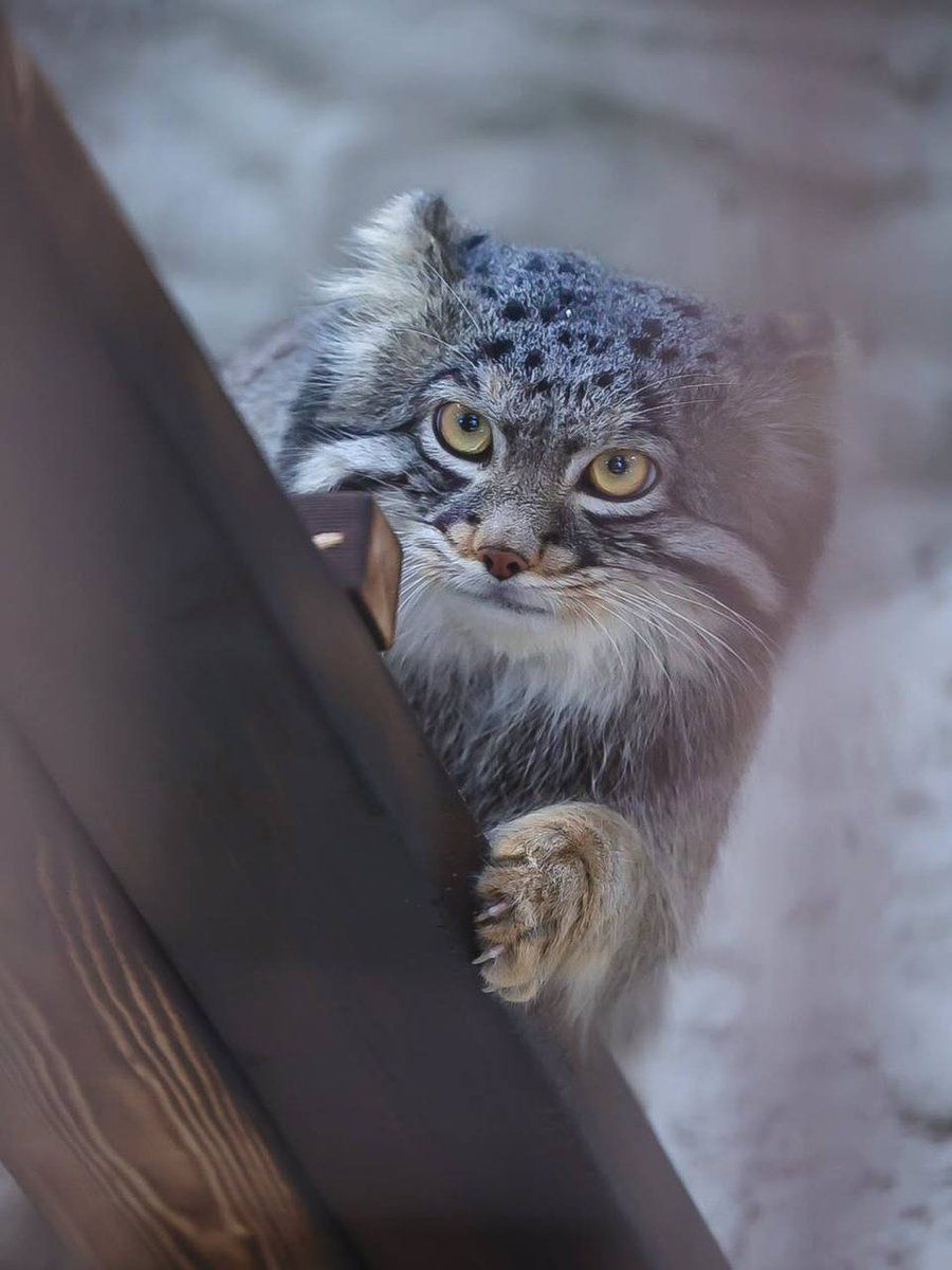 900x1200 Daily Manul / Posts / X
