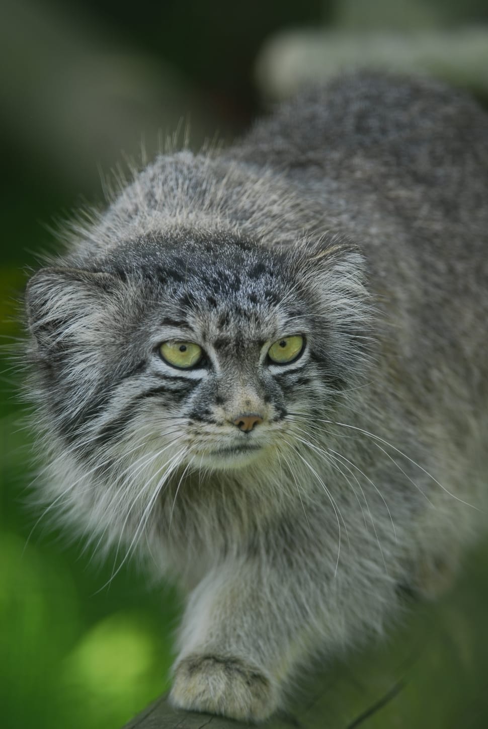 970x1449 Feline, Manul, Pallas Cat, Wild Cat, animal themes, one animal free image