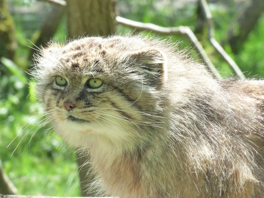 1024x768 A close up of a cat near a tree. Manul feline park felines