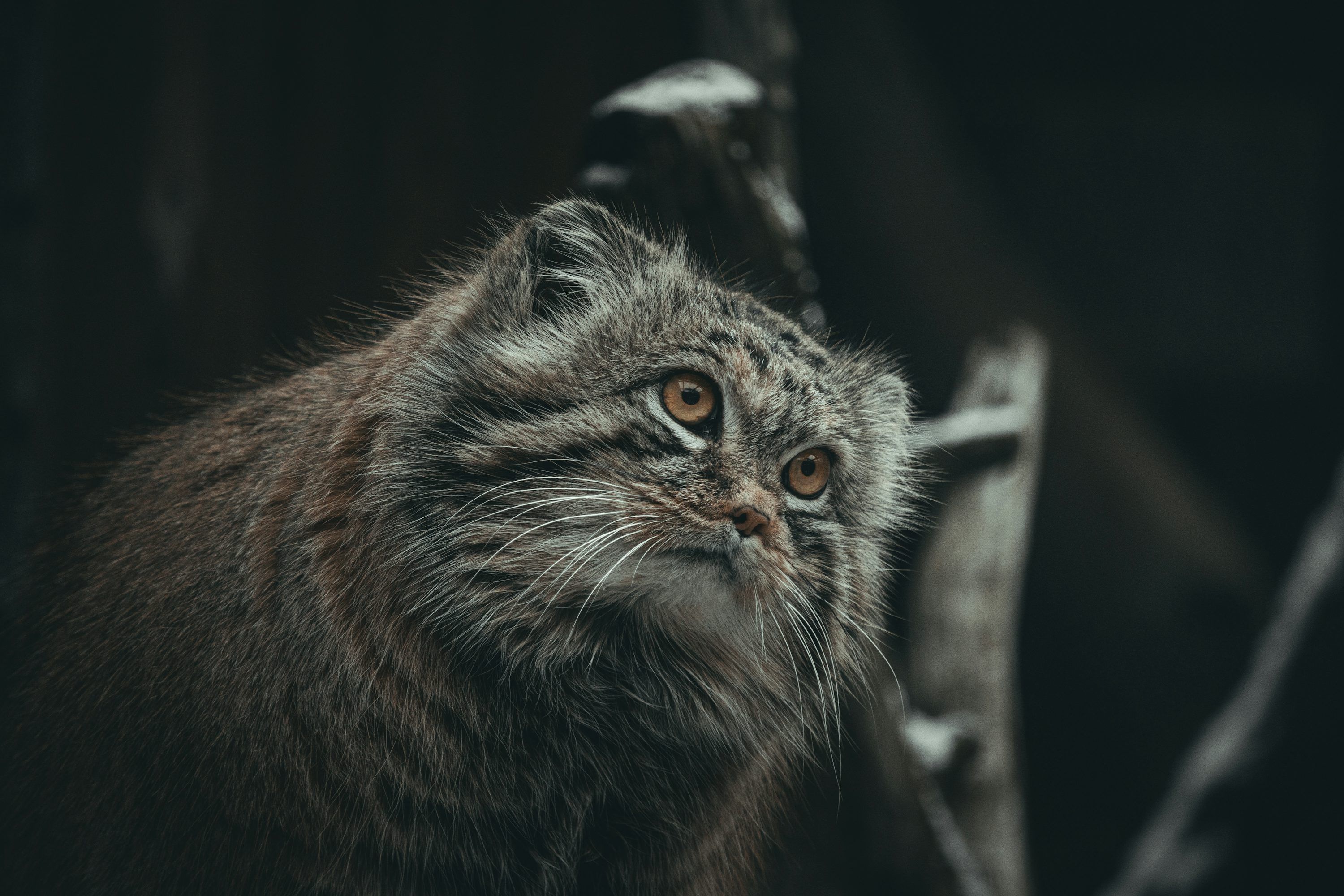 3000x2000 Pallas Cat Picture. Download Free Image