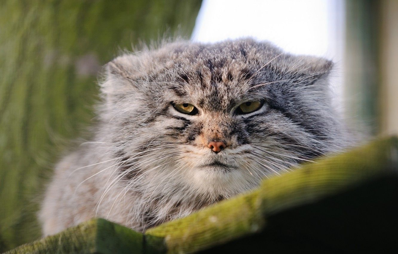 1332x850 Pallas's Cats Wallpaper