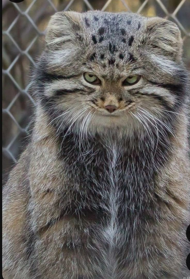 736x1081 Manul cat image. Manul cat wallpaper