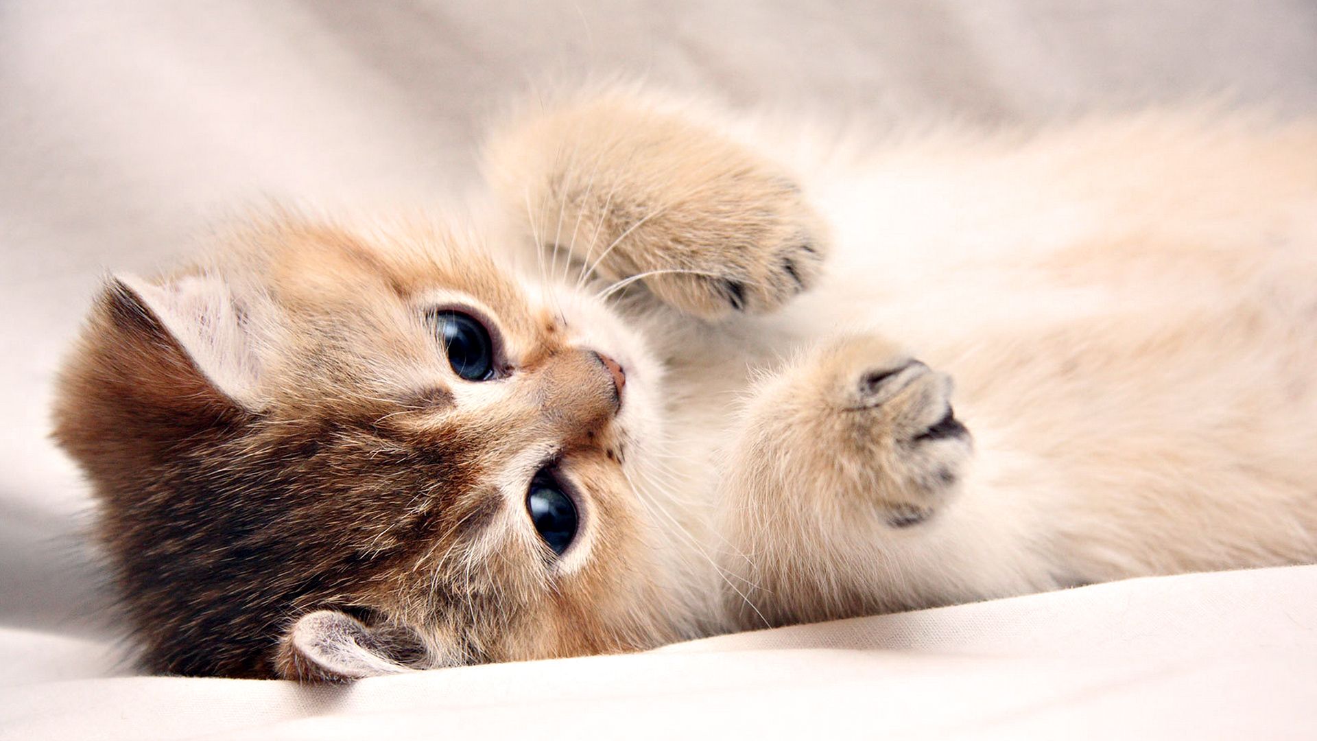 1920x1080 Cute Cat HD Wallpaper: Adorable Feline in Relaxationx1080