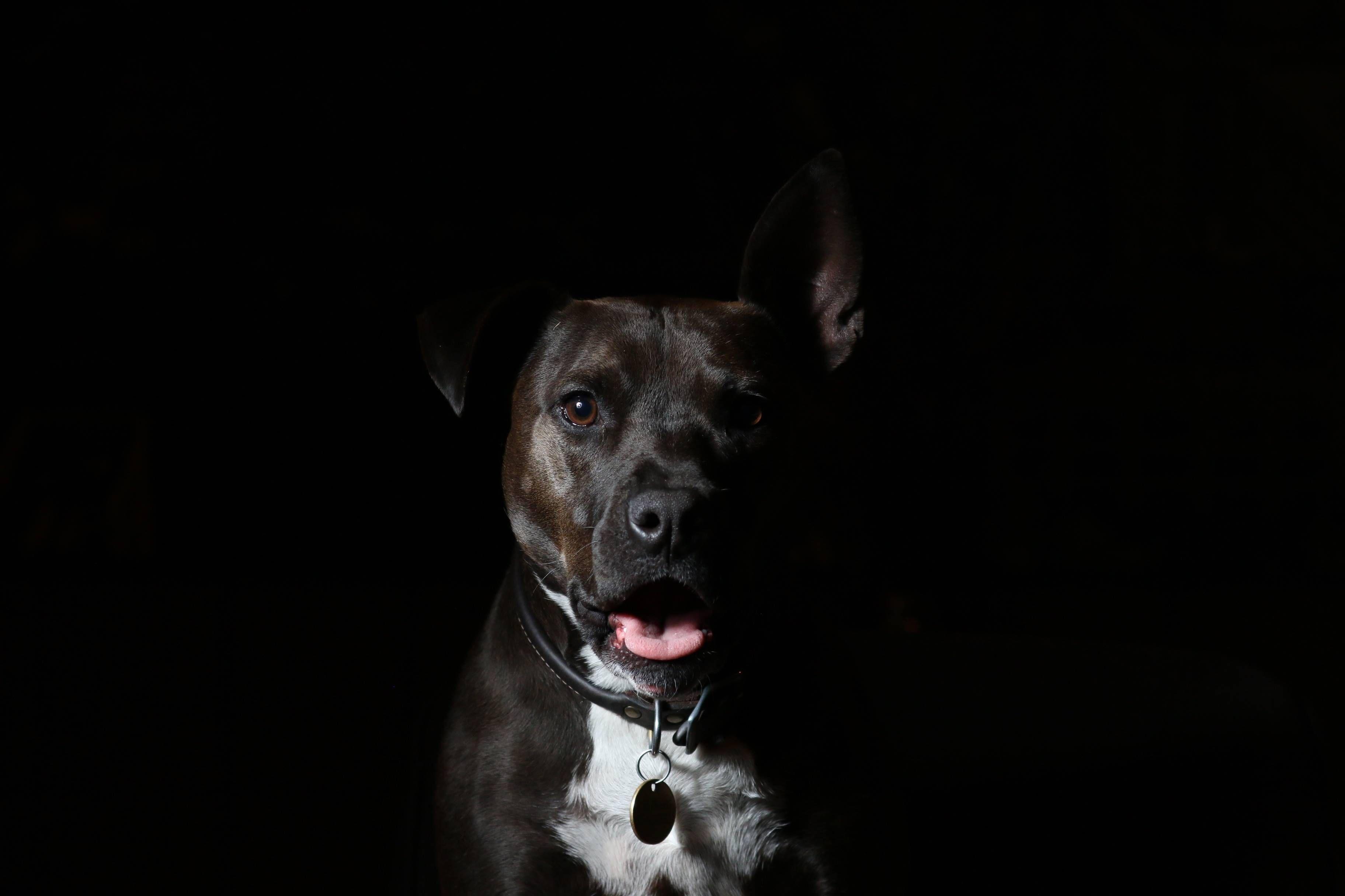 3648x2432 #dog, #black, #dark, #gloomy, #animal, #pet, #canine