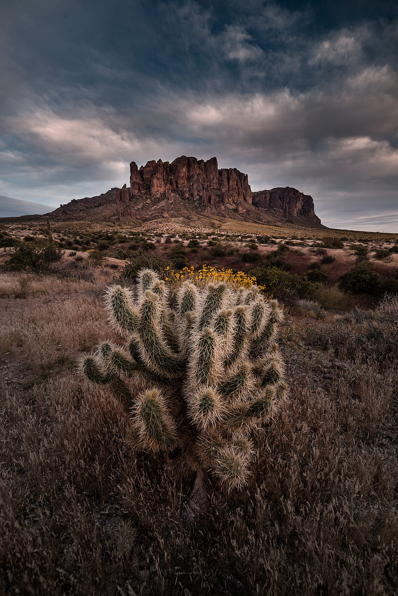 800x1198 Cactus, rock, bushes, landscape, arizona, usa, HD phone wallpaper