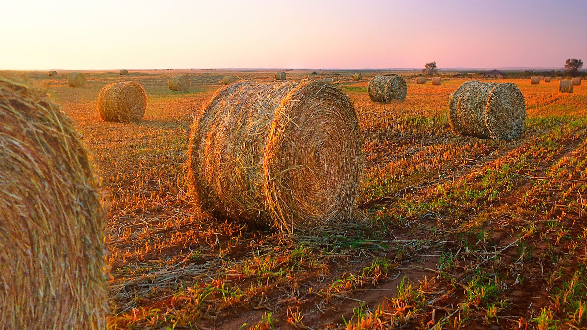 1920x1080 Bales of hay in the Texas countryside during sunset, USA. Windows Spotlight Image