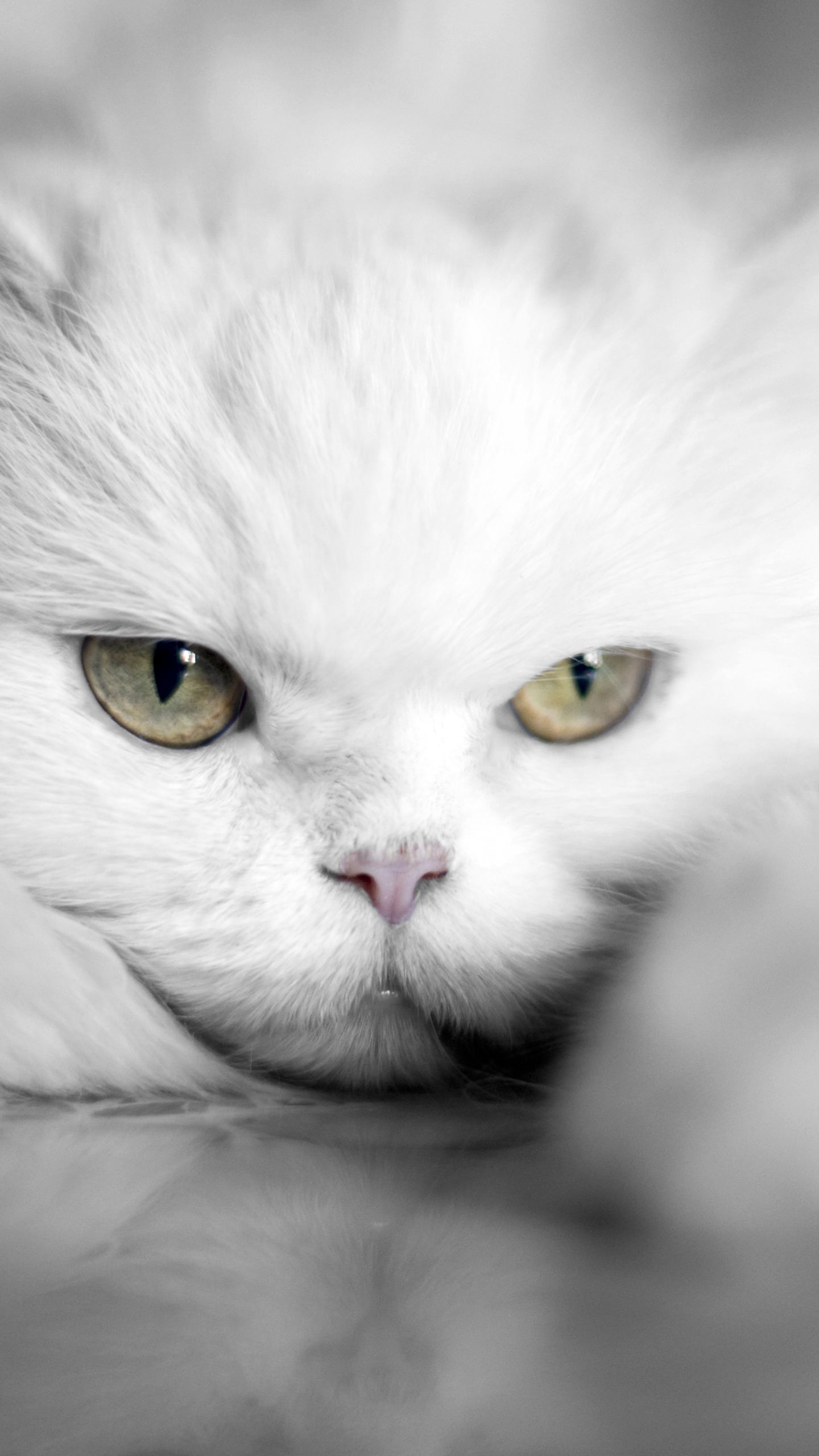 1440x2560 Samsung Galaxy S7 White Cat Wallpaper​-Quality Free Image and Transparent PNG Clipart