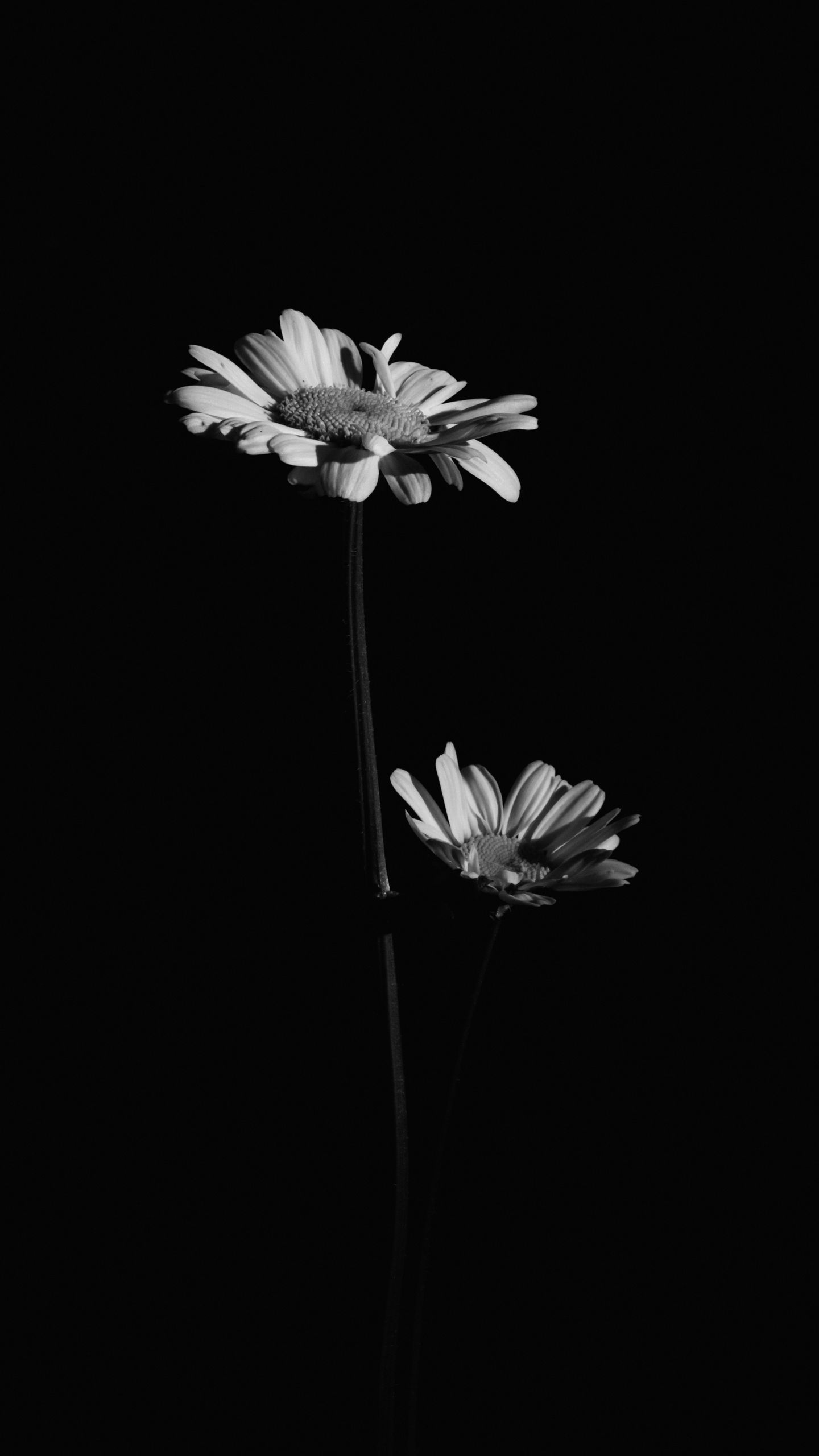 1440x2560 Download wallpaper 1440x2560 flowers, black and white, black qhd samsung galaxy s s edge, note, lg g4 HD background