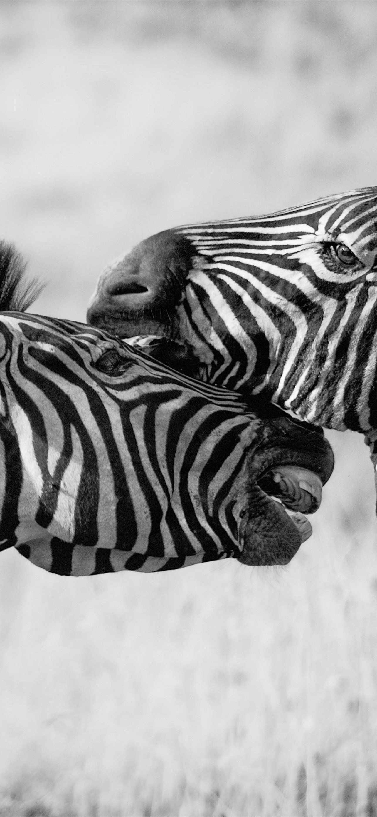 1284x2778 Zebras Black And White 4k Samsung Galaxy Note 9 8. iPhone Wallpaper Free Download