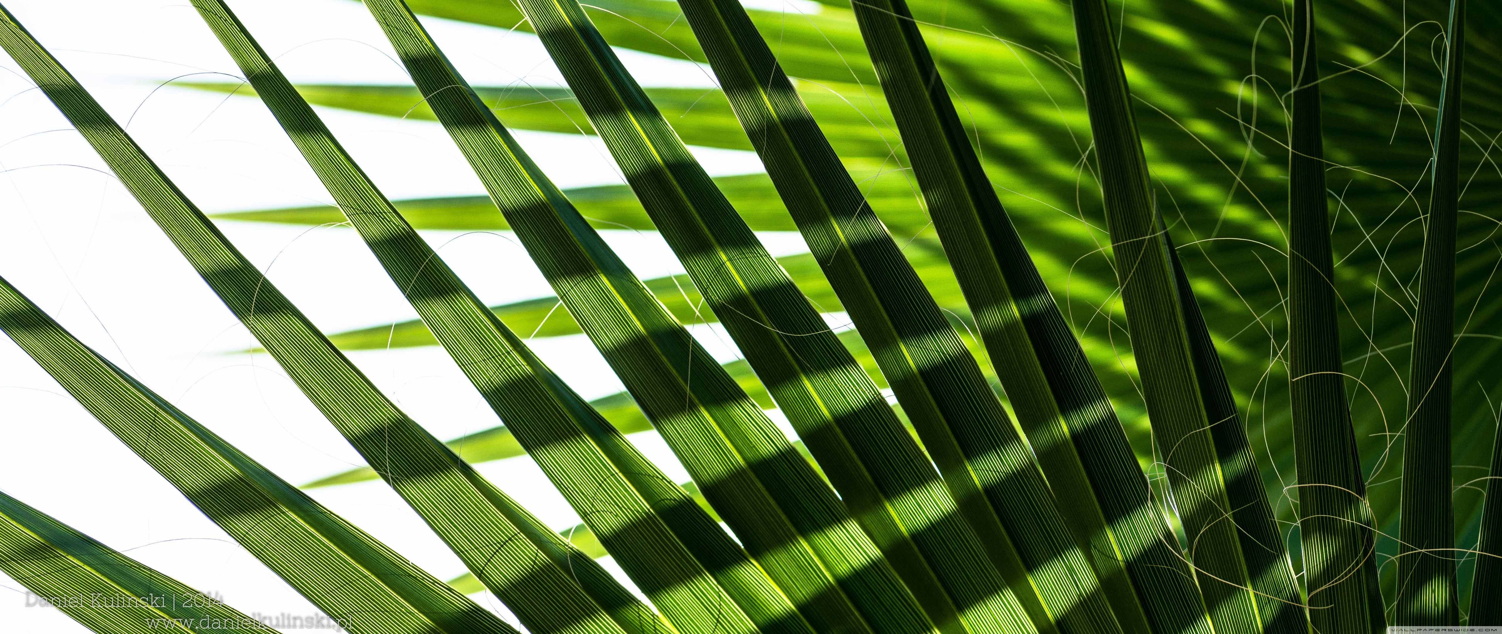 5120x2160 Mediterranean Green Palm Leaves 4K UHD Wallpaper for UltraHD Desktop and TV : Widescreen and UltraWide Display : Smartphone and Tablet Devices