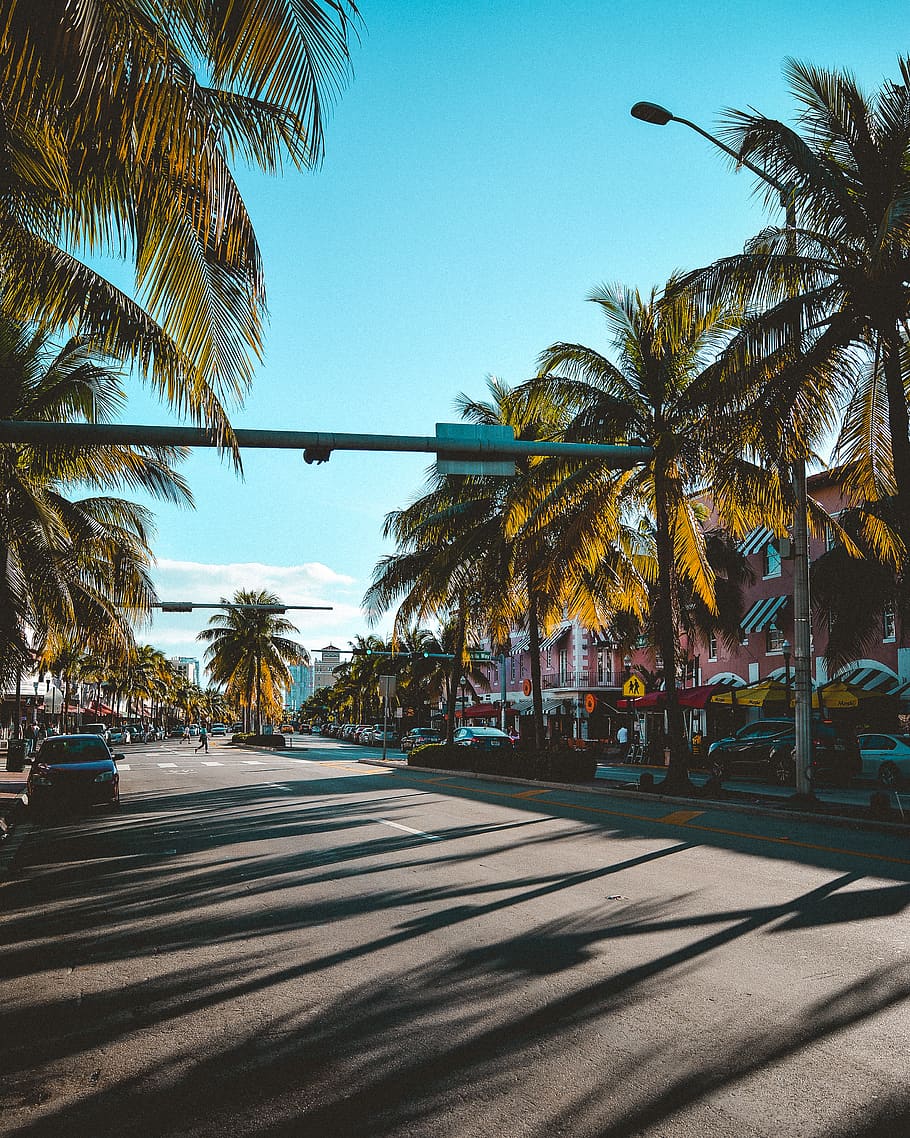 910x1138 miami, florida, sun, sunshine, palm tree, palm, sunset, shadow