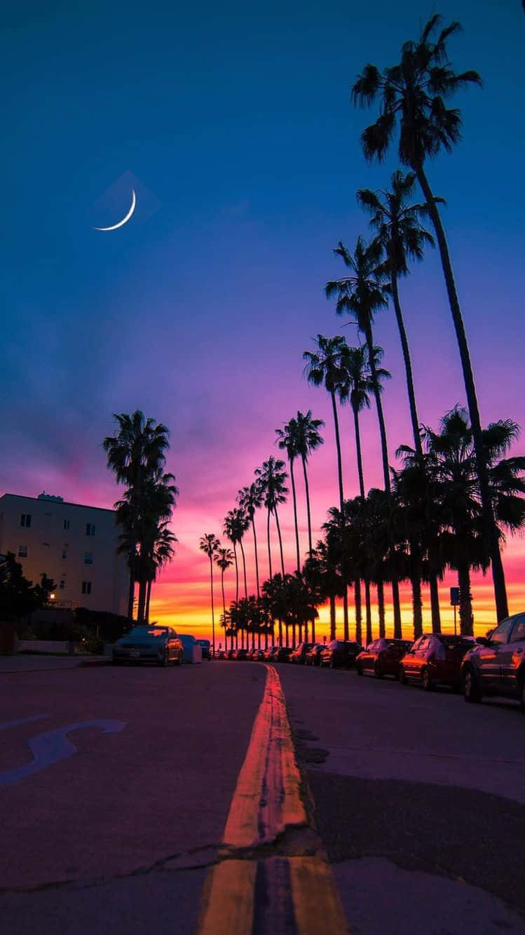 749x1333 Download Miami Sunset And Palm Trees iPhone Wallpaper