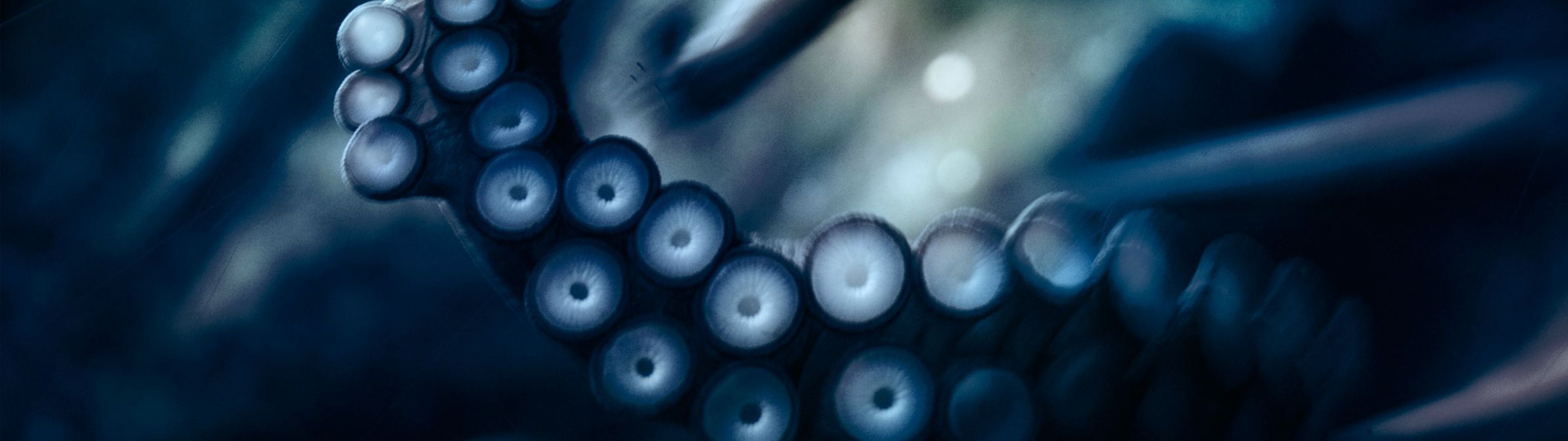 3840x1080 Download Animal Octopus HD Wallpaperx1080