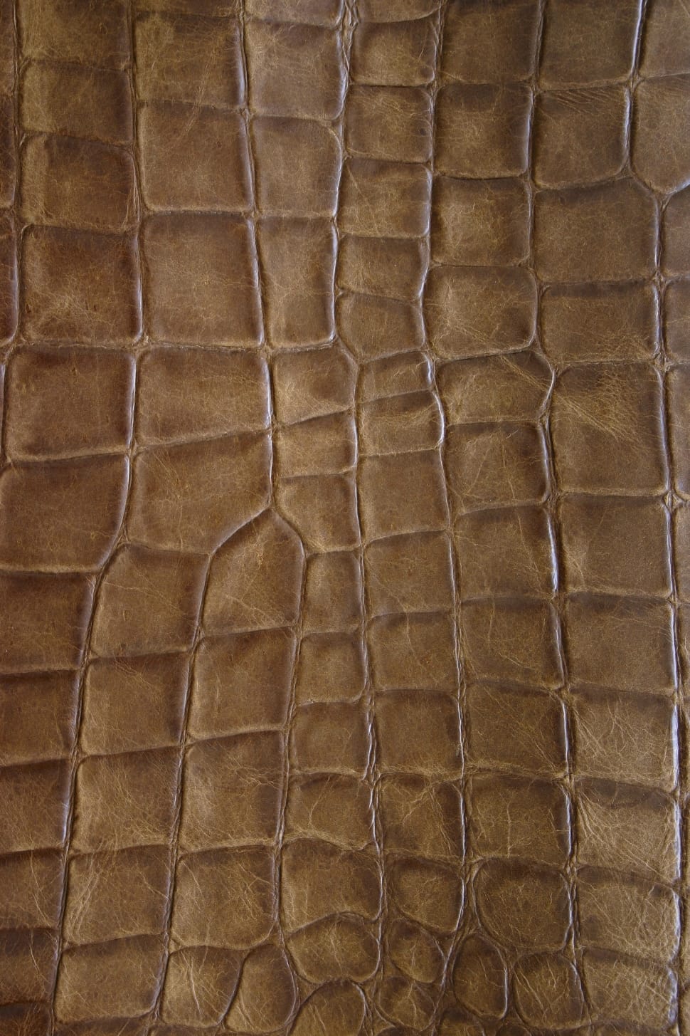 970x1455 brown leather crocodile skin free image