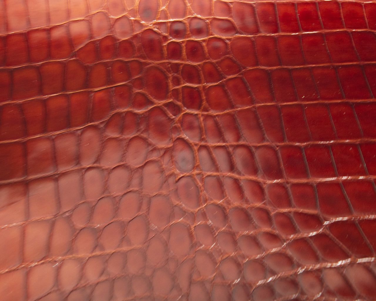 1280x1024 Italian Glazed Crocodile Embossed Cow Side