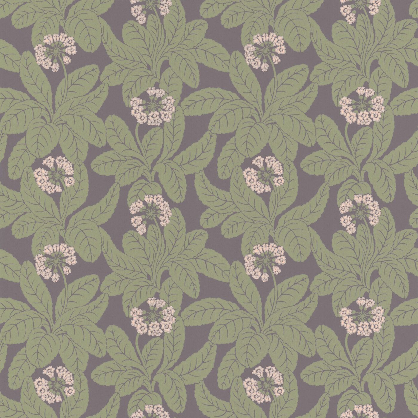 1400x1400 Primula Aubergine 58 Rollångelid